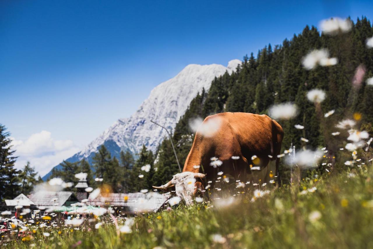 Apartments Zvoh, Krvavec, Ski-In, Ski-Out Cerklje na Gorenjskem Ngoại thất bức ảnh